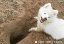 主人一出門狗狗就撓牆挖牆怎麼辦，這個辦法教你根治-頭條楓林網