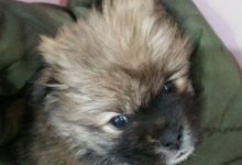 臭烘烘的垃圾堆在上下蠕動，好奇扒開一看，眼前的一幕有點心酸-頭條楓林網