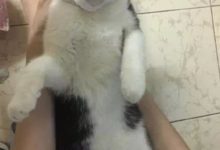 網友買了面膜送了些小樣，於是給貓試了下.哈哈哈，讓我笑會先-頭條楓林網