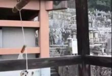 寺院收養新徒弟柯基，為了報恩每天6點早起敲鐘，看後笑哭-頭條楓林網