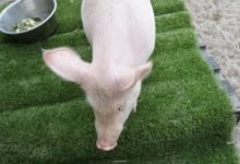 澳一年一度「清除收容所」活動開始！就在本周末僅需29澳元！貓狗兔子等幾百隻任選！-頭條楓林網