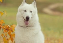 不同種類的狗差異之大，我們再也無法將它們的特性進行統一的描述-頭條楓林網