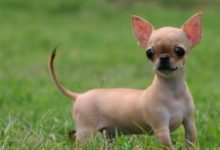 掌握這7步，保證你挑選出好的純種的吉娃娃，你家娃娃純不純-頭條楓林網