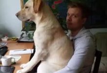 鏟屎官躺床上曬太陽讓狗子下去，結果狗子···這招太狠！-頭條楓林網