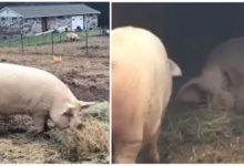 患難真情 小豬卧床 兄弟每天送餐鋪褥超愛護-頭條楓林網