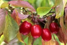 相剋食物大揭秘，紅棗不能與這十種食物同食-頭條楓林網