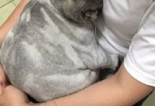 狗狗怕吵醒的小奶貓，保持一個姿勢一直不動，畫面萌哭了-頭條楓林網