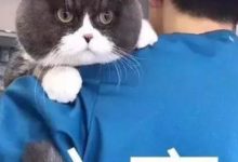 這套鍛煉方法，減肥效果比別人快一倍，30天瘦10斤！-頭條楓林網