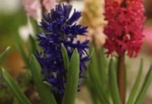 此花美麗鮮艷，花香滿屋，花期長易養護，適合春節，新手也能開花-頭條楓林網