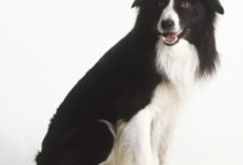 5個特徵看出品質好身體健康邊牧，快快看看自己家的邊牧純不純-頭條楓林網