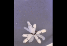 偽裝高手！一隻剛剛孵化的白色章魚寶寶 不到2秒變成紫色-頭條楓林網