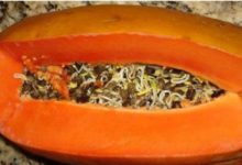 他一切開木瓜就看到「上千隻蛆蛆」，嚇得趕快要丟掉，老婆卻驚喜尖叫：「快吃掉，超難得！」-頭條楓林網