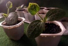 酸奶盒的亮眼舊物改造成好用個性的化妝刷筆盒80223-頭條楓林網