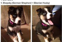 德牧與其他15種汪星人生下的混血狗寶寶！-頭條楓林網