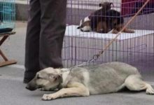 寵物市場，被鐵鏈拴住的狗狗超級不配合，知道原因後，忍不住出手-頭條楓林網