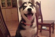 鏟屎官2萬塊錢項鏈失蹤，最後在哈士奇的肚子里找到！-頭條楓林網