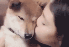 柴犬被兩位美女狂親，想反抗卻又走不了……汪：這不是我想要的生活！-頭條楓林網