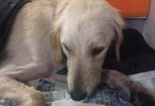 金毛被偷走2個月後自己找回家，半夜敲門卻發現主人已經搬家了！-頭條楓林網