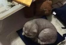 撿到的貓每天都在不高興，貓咪：主人你在哪兒？我被壞人抓住了-頭條楓林網