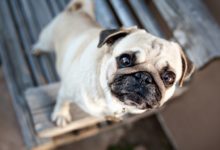 除了Carolyn教授的研究還有別的研究養汪星人吃主人的案例-頭條楓林網