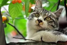 貓咪本以為能抓到鳥，結果悲劇了-頭條楓林網