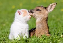 貓咪調戲小鹿，結果狗狗被鹿媽暴揍-頭條楓林網