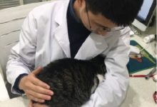 網友家的貓連續三天狂上廁所，醫生卻說給它多加罐頭多加水？-頭條楓林網