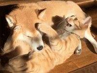 柴犬把橘貓當做了枕頭，趴在它身上睡起覺來，脾氣太好了吧！-頭條楓林網