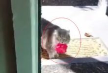 貓咪出去玩，回來的時候還給鏟屎官帶了禮物，真讓人暖心-頭條楓林網