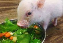 小香豬和萌兔兔，你更喜歡誰來當寵物呢？-頭條楓林網