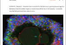 科學家首次在實驗室培養出人類卵子-頭條楓林網