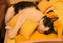 這感情超好的兩隻貓，一起睡覺的畫面太甜了-頭條楓林網