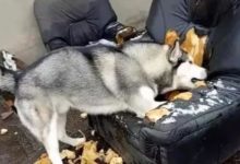 見識過哈士奇拆家的本領，突然放棄換傢具的想法！-頭條楓林網