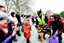 平安旺旺！這群「汪星人」出現在武漢街頭 下一秒成為焦點...-頭條楓林網