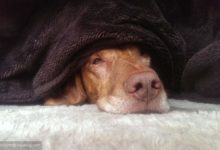 家裡有一條能吃會睡懶覺的狗是什麼感覺？這個主人的哭訴引起共鳴-頭條楓林網