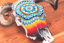 美麗的動物骨頭覆蓋著數百彩珠，獨特的美麗-頭條楓林網