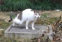 偶遇一隻流浪貓，看到它一系列的動作瞬間笑噴：這是跟誰學的？-頭條楓林網