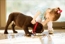 狗狗半夜突然衝進小寶寶的房間，主人趕緊跟上去以為有危險，下一幕卻被暖哭了！-頭條楓林網