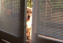 紙箱里有什麼？好奇金毛狗狗對著箱子嗅了幾下，居然開心得跳舞了？網友：好暖心-頭條楓林網