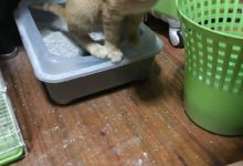 主人剛倒了一杯牛奶，一轉身發現橘貓正以這個姿勢偷喝，差點被氣吐血！-頭條楓林網