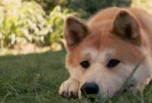 養寵物狗的常用小技巧，還不知道的快來看看吧-頭條楓林網