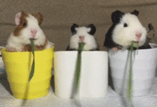 三隻豚鼠排隊吃草，隊伍整齊像軍隊，動作統一規範！-頭條楓林網