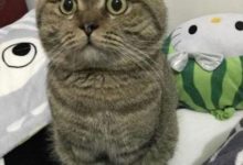 鏟屎官說喵星人神似貓頭鷹，喵星人一臉懵逼-頭條楓林網