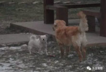 流浪金毛無故被打，奄奄一息的時候遇到好心人，它的善良讓我流淚-頭條楓林網