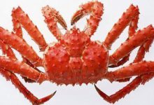 帝王蟹是什麼蟹？竟然還有皇帝蟹？-頭條楓林網