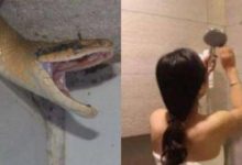 男子與女友分手，為報復女友，趁她沖涼拋蛇進去，結果意外出現了-頭條楓林網