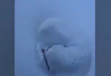 哈士奇在雪地里睡覺，不愧是雪橇犬，二哈終於恢復正常了-頭條楓林網