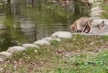 貓咪趴在河邊一動不動，接下來它抬起頭的那刻，網友直呼：神操作-頭條楓林網