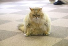 主人以為貓咪剃了毛會自卑，沒想到-頭條楓林網