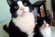 鏟屎官以為貓咪要親自己，做好了準備-頭條楓林網